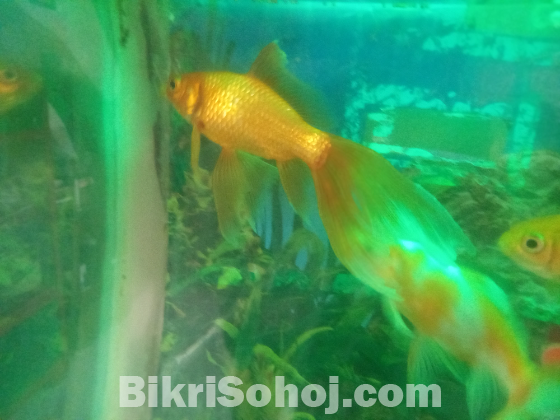 Aquarium Fish